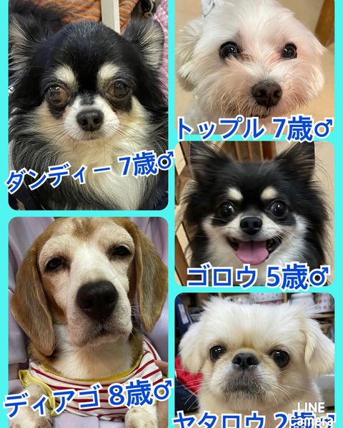 🐾今日の里親様募集中ワンコ🐶メンバーです🐾2022,10,19【保護犬カフェ天神橋店】